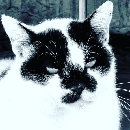 Catbait