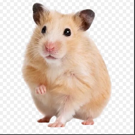 guldhamster201