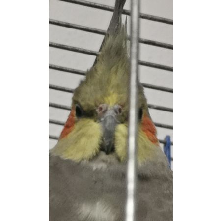 Meruu