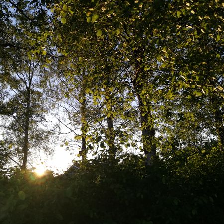 Elefantanten
