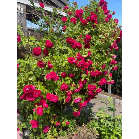 AuktionsPortalen2000