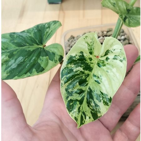 ChopNProp
