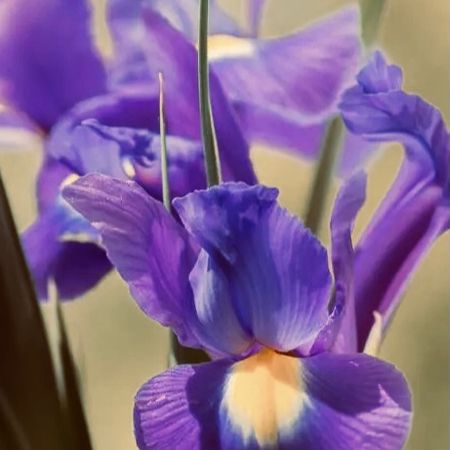 Blomma007
