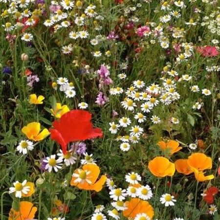 Theresesäljerkläder