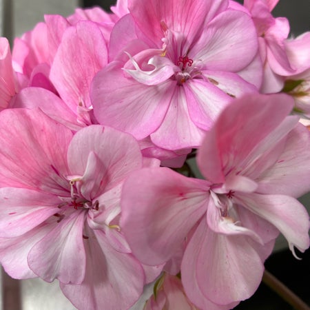 Angels pelargoner