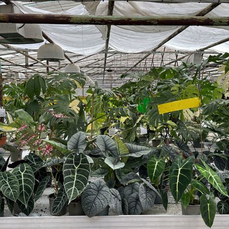 plantepusher