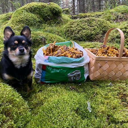 JLilja