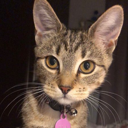 Hello_cat