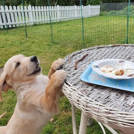 Gåsbonden med Fru