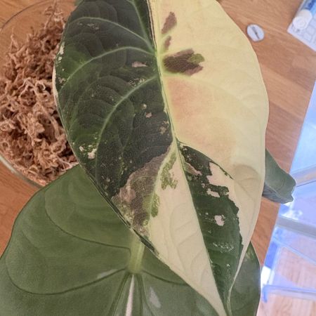 Plantan12345
