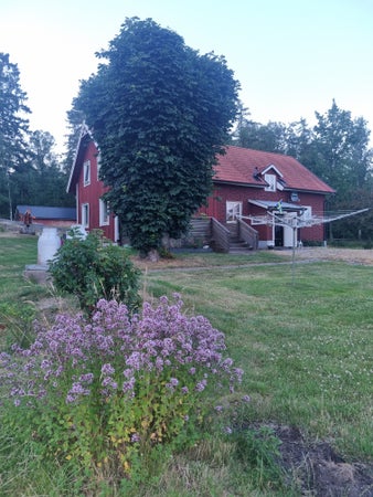 ACLarsson81
