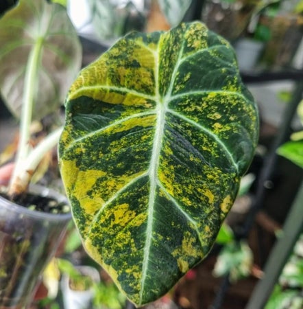 splendid_plants