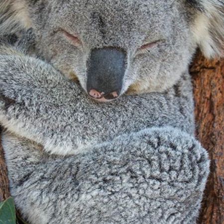 inventive_koala