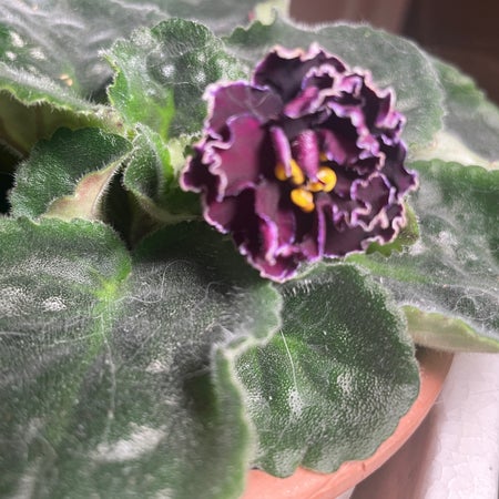 greenfingers