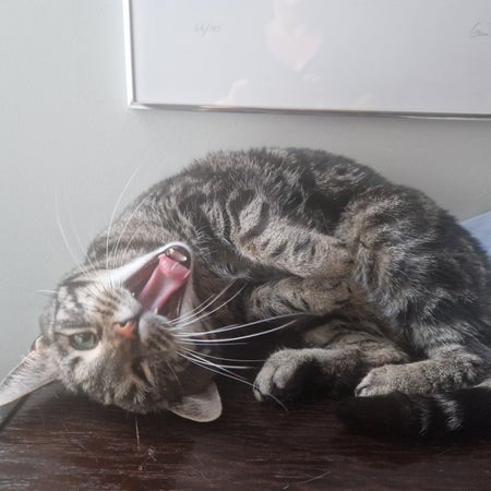 KattenSinikka