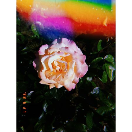 Augi_s