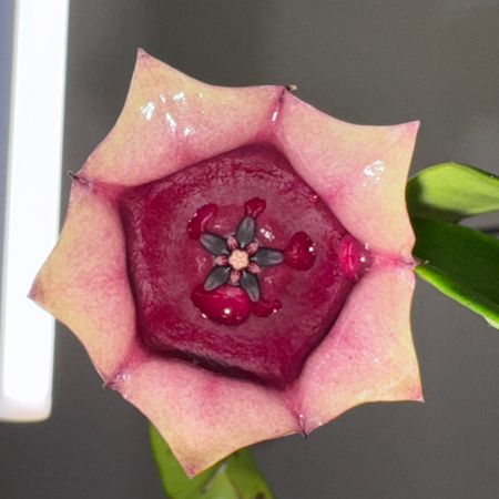 Burmoran_Blommor