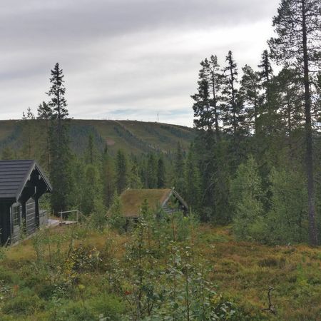 Skogsmulle2025