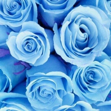 Flurry39191