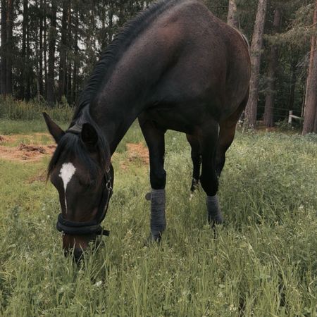 understanding_elephant