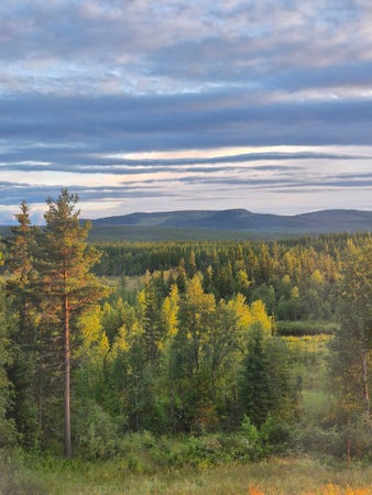 ellening