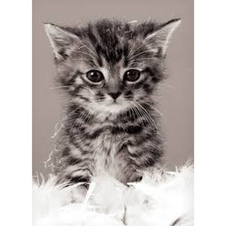 cat_lover