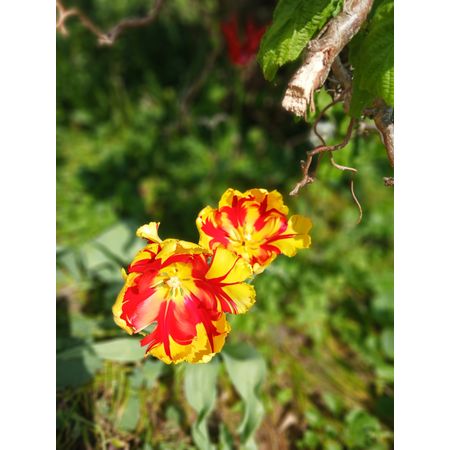 Hmom26