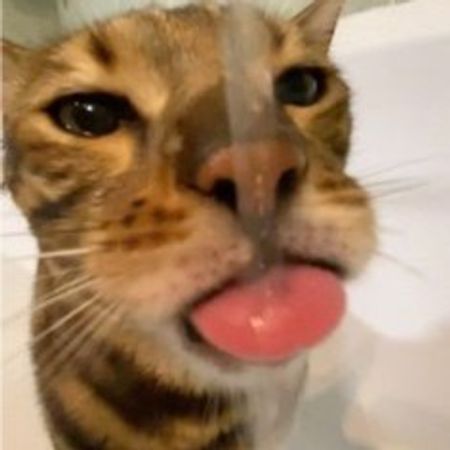 Jinx1337