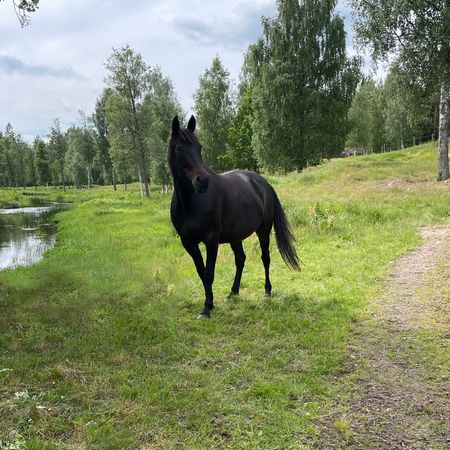 Brownie98