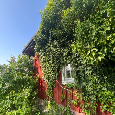 sommarblomman1