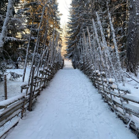 Stelliiis