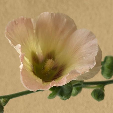 helene-84