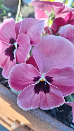 Flowerhanros