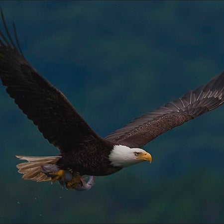 eagle_24