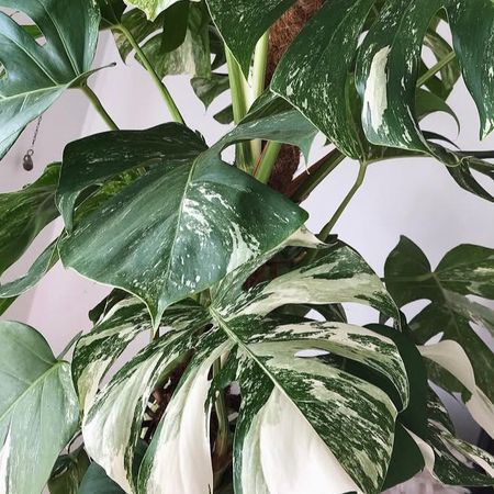 PlantsAndThings