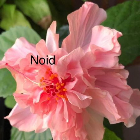 Flower3