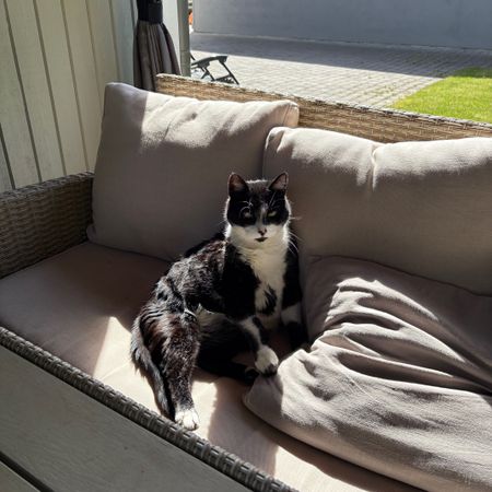 hampatn