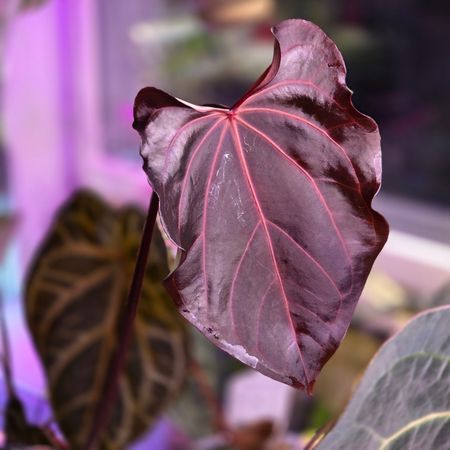 Greenplants_ever_o_rnever