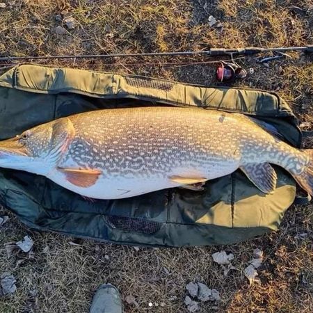 Fiskeforalla