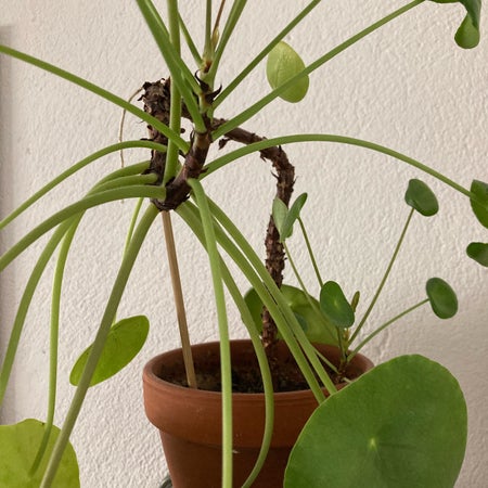 Blomskaft