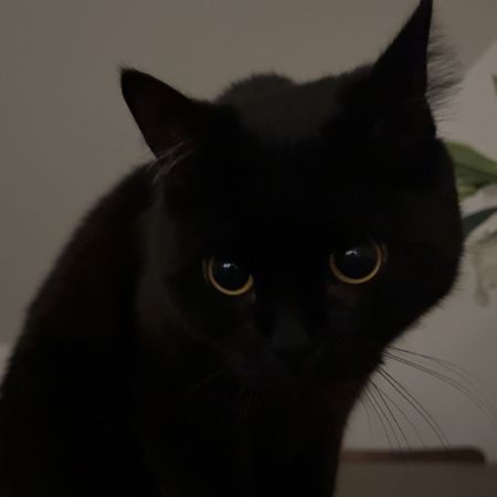Soku