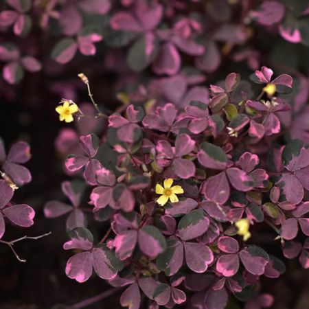 Oxalis71