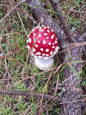 VINTERMÅNADER