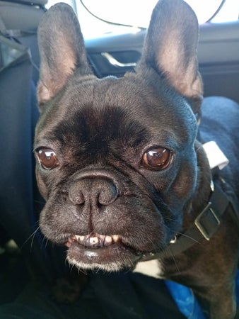 Frankie_Stein