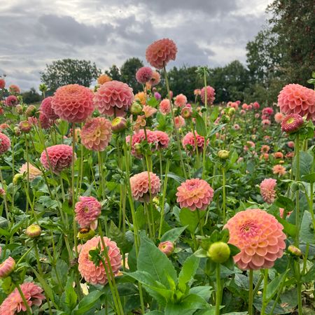 Sondergaard_blomster