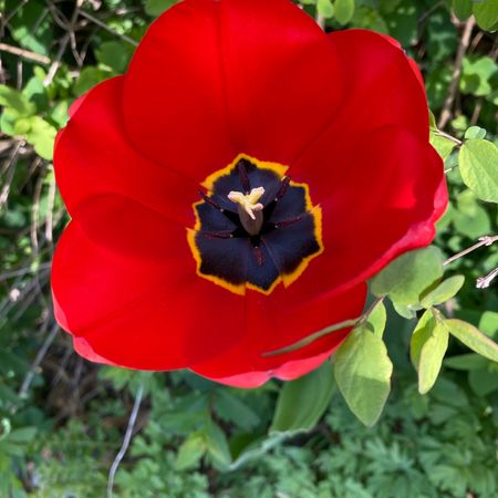 Rosihoma