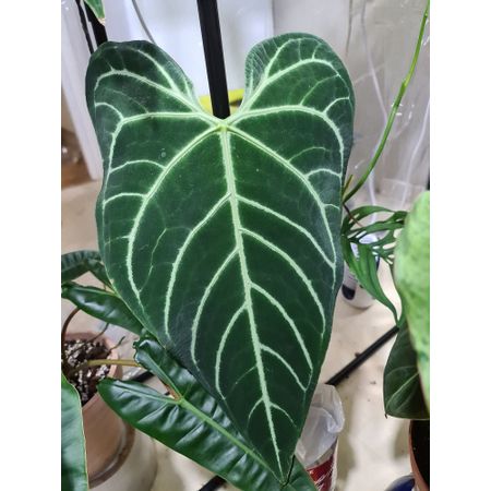Monstera87