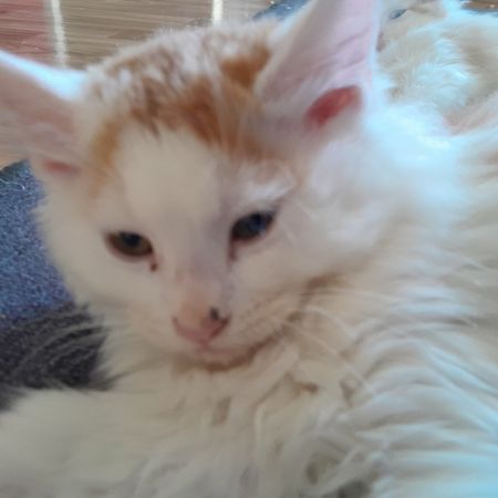 Sylvander_i_Karlstad