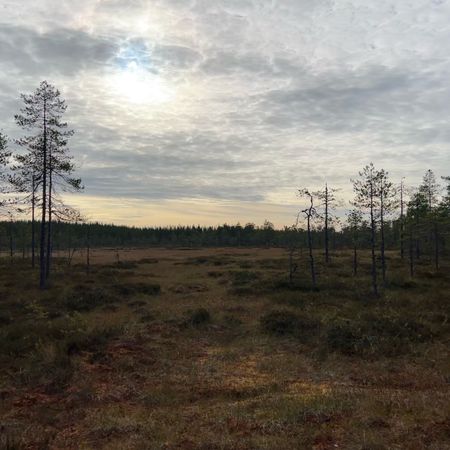 Buffalo_89