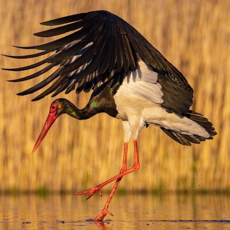 Vattenstorken
